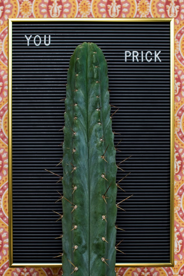 Cactus